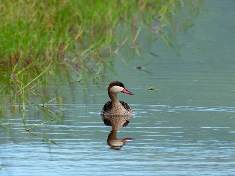 Red-billed Duck, Photos 4