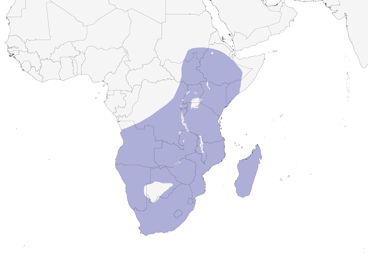 Red-billed Duck, Distribution 1
