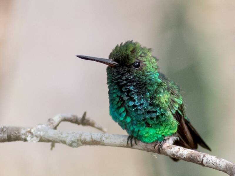 Esmeralda piquirroja