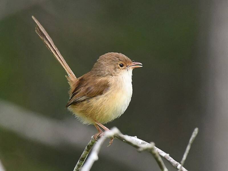 Red-backed Fairywren (Malurus melanocephalus)