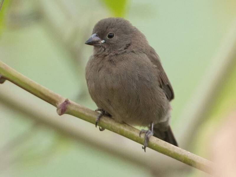 Red-billed Firefinch