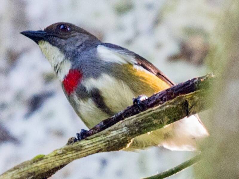 Red-banded Flowerpecker, Photos 4