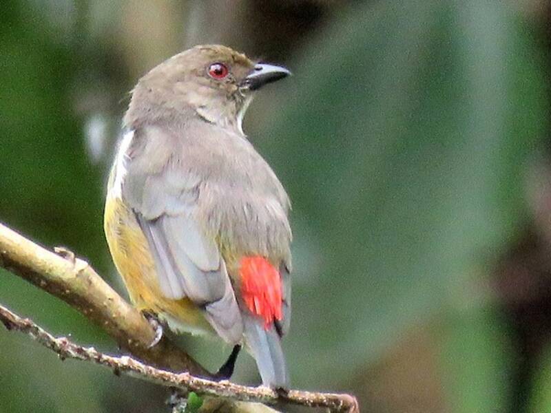 Red-banded Flowerpecker, Photos 3