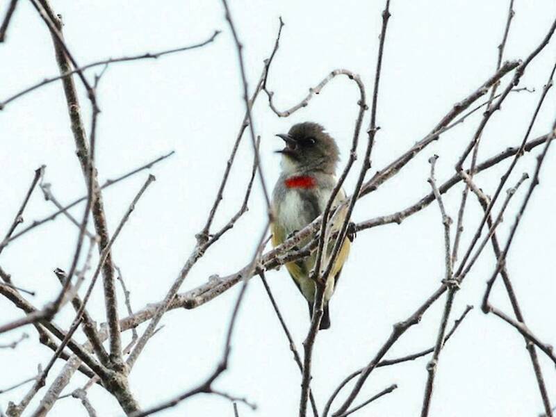 Red-banded Flowerpecker