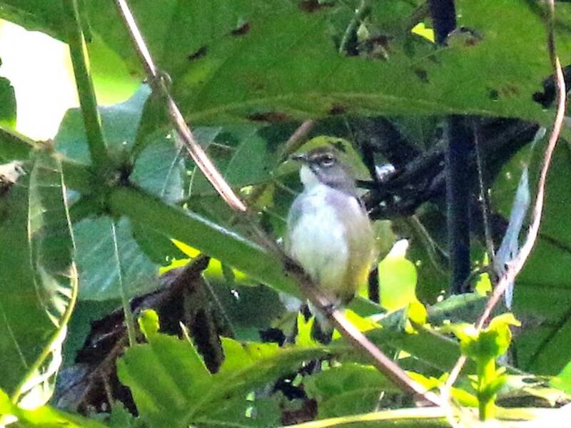 Red-banded Flowerpecker, Photos 2