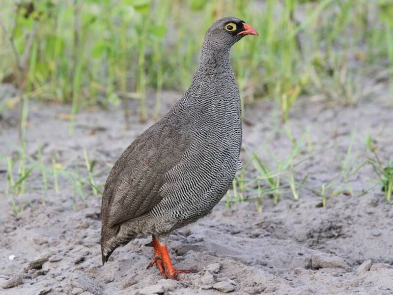 Red-billed Spurfowl