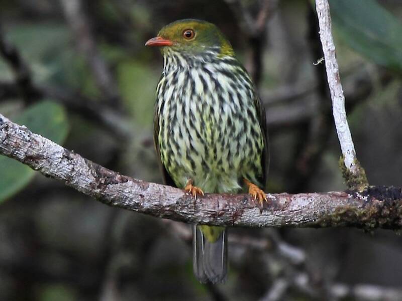 Red-banded Fruiteater