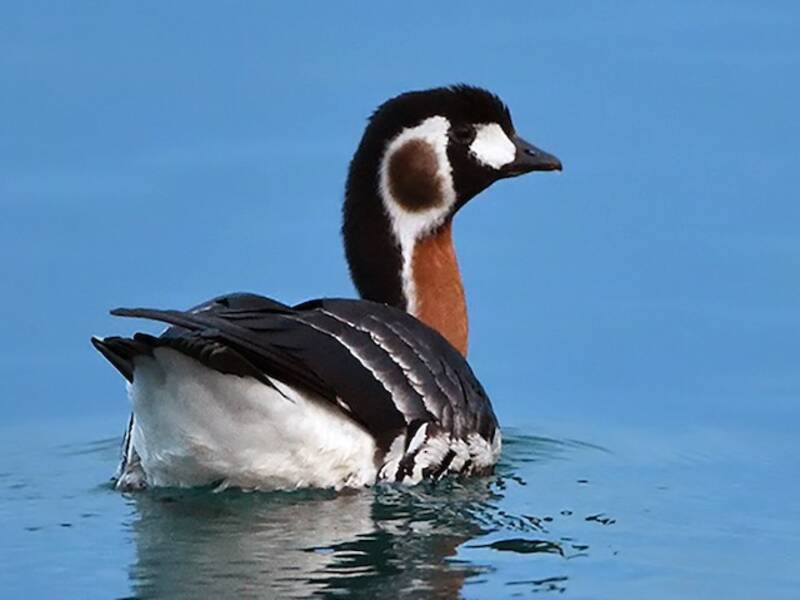 Red-breasted Goose, Photos 3