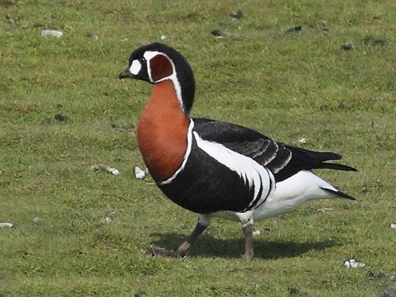 Red-breasted Goose, Photos 4