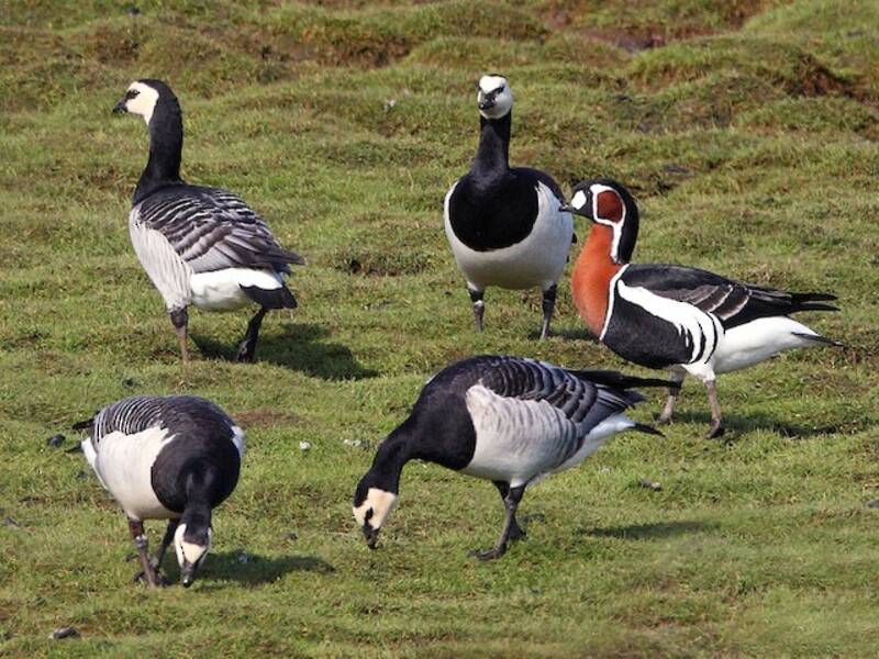 Red-breasted Goose (Branta ruficollis)