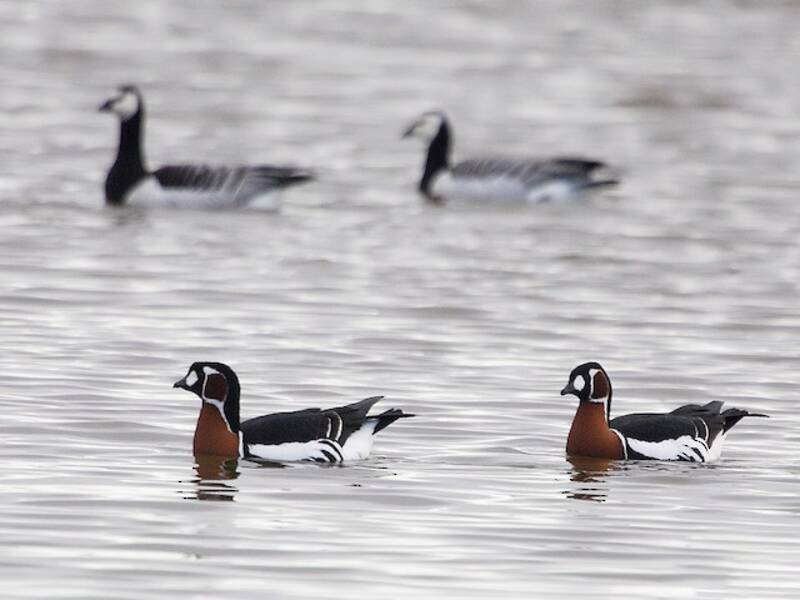 Red-breasted Goose, Photos 2
