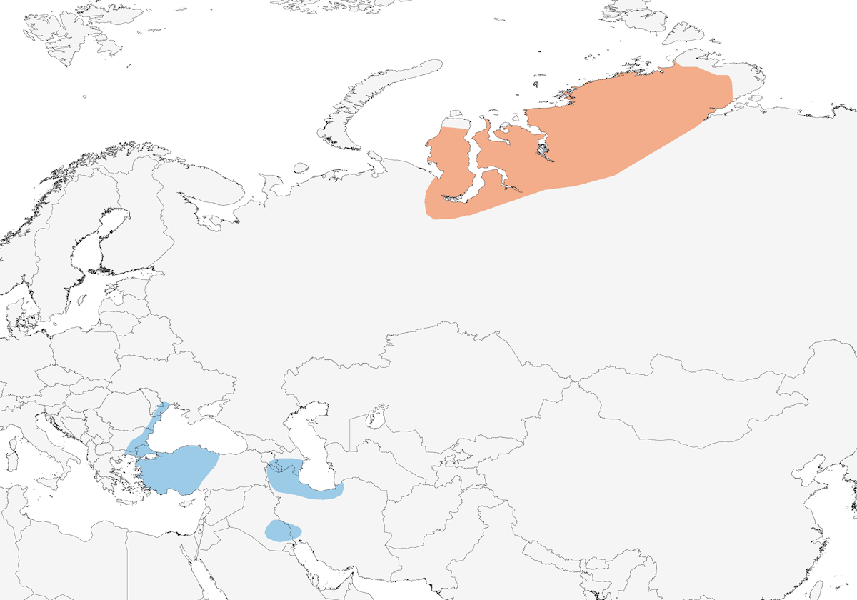Red-breasted Goose, Distribution 1