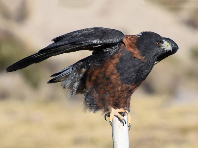 Variable Hawk, 照片 4