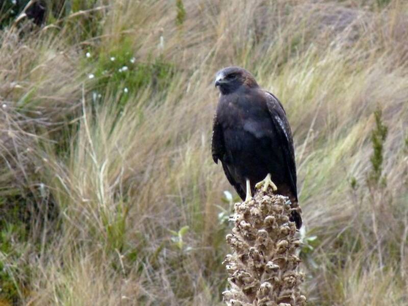 Variable Hawk, 照片 3