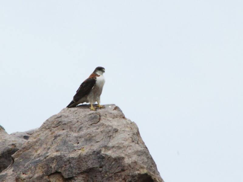 Variable Hawk, 照片 2