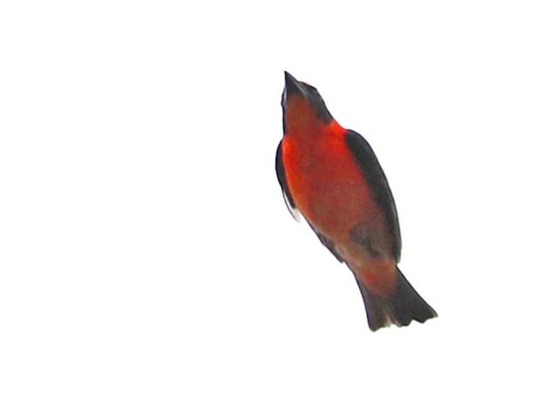 Red-bellied Malimbe, 照片 2