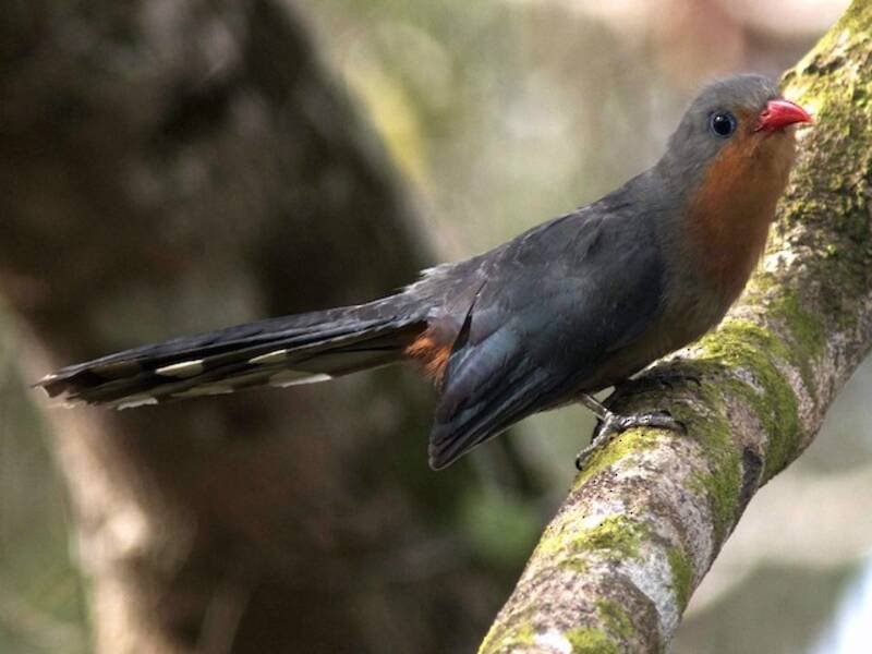 Rotschnabel-Malkoha, Fotos 3