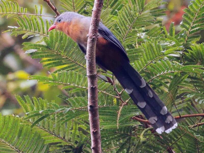 Rotschnabel-Malkoha, Fotos 4