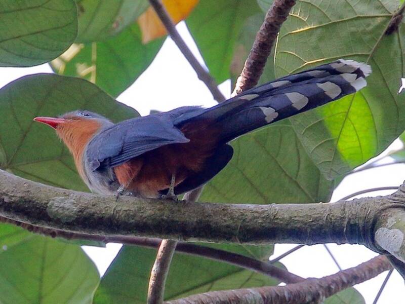 Rotschnabel-Malkoha