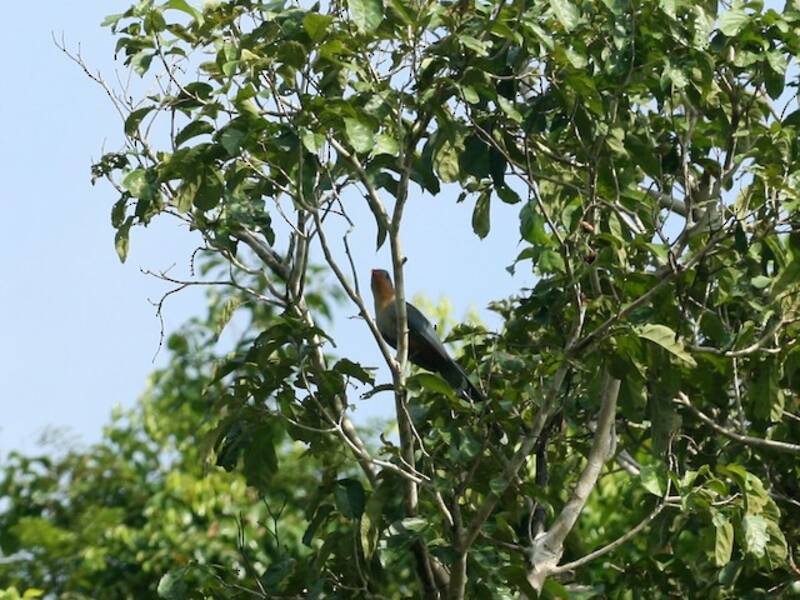 Rotschnabel-Malkoha, Fotos 2