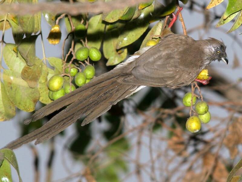 Uccello topo dorsorosso, Foto 3