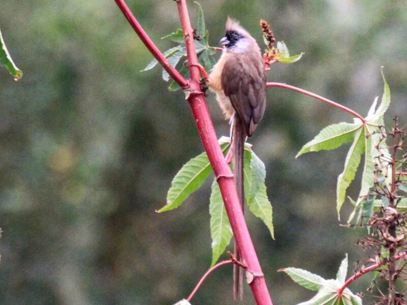 Uccello topo dorsorosso, Foto 2