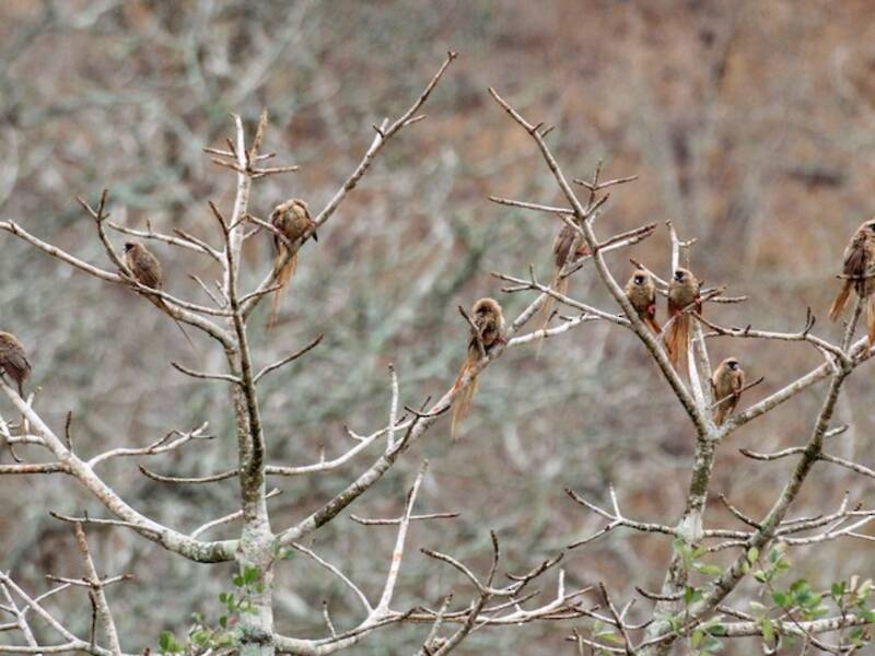 Red-backed Mousebird