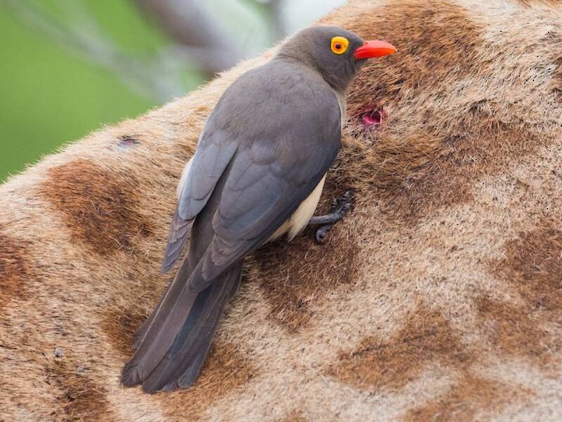 Red-billed Oxpecker, 照片 3