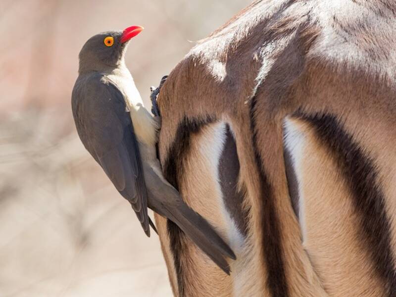 Red-billed Oxpecker, 照片 2