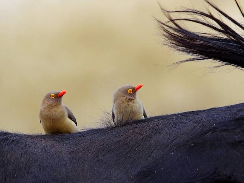 Red-billed Oxpecker, 照片 4