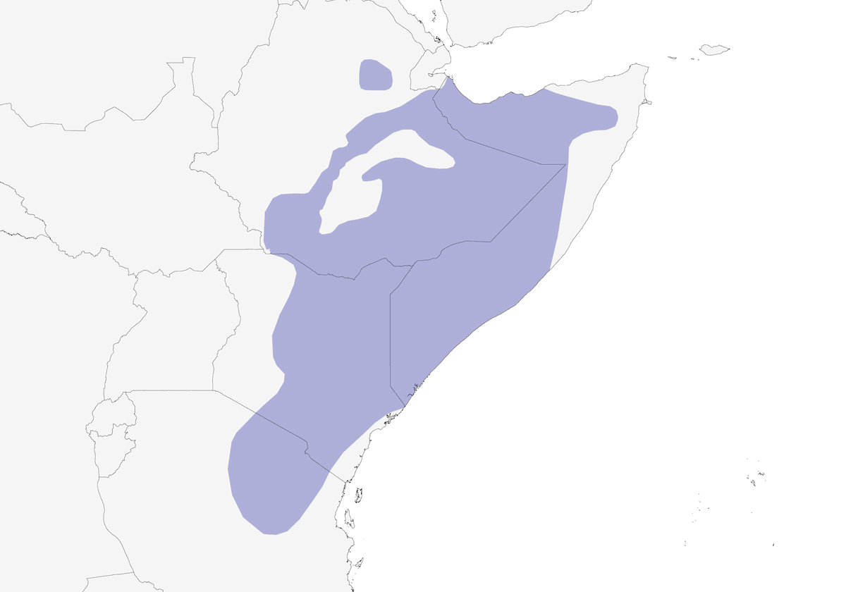 Pappagallo pancirossa, Distribuzione 1