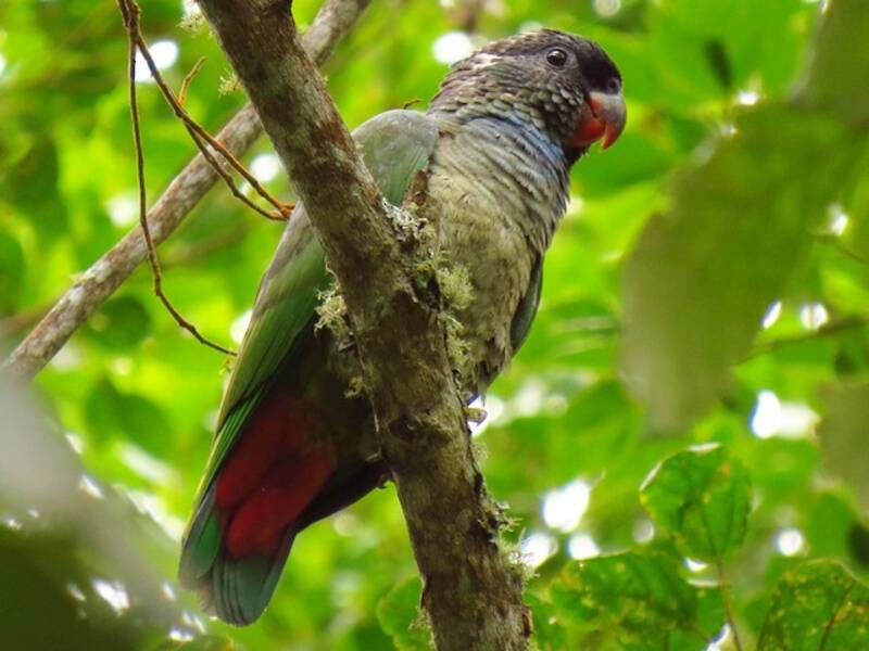 Loro Picorojo, Fotos 3