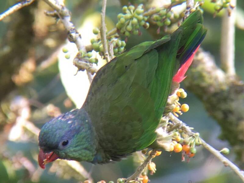 Loro Picorojo, Fotos 4