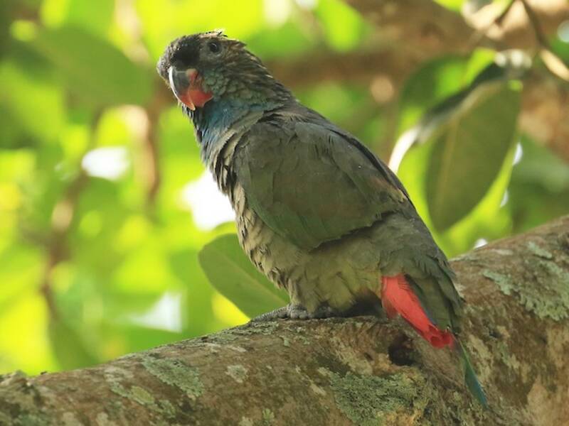 Loro Picorojo, Fotos 2