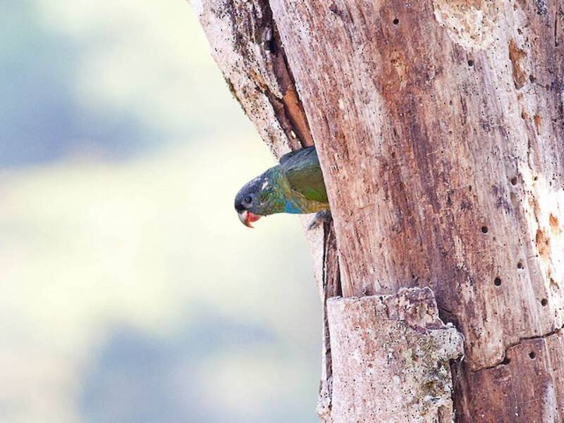 Loro Picorojo
