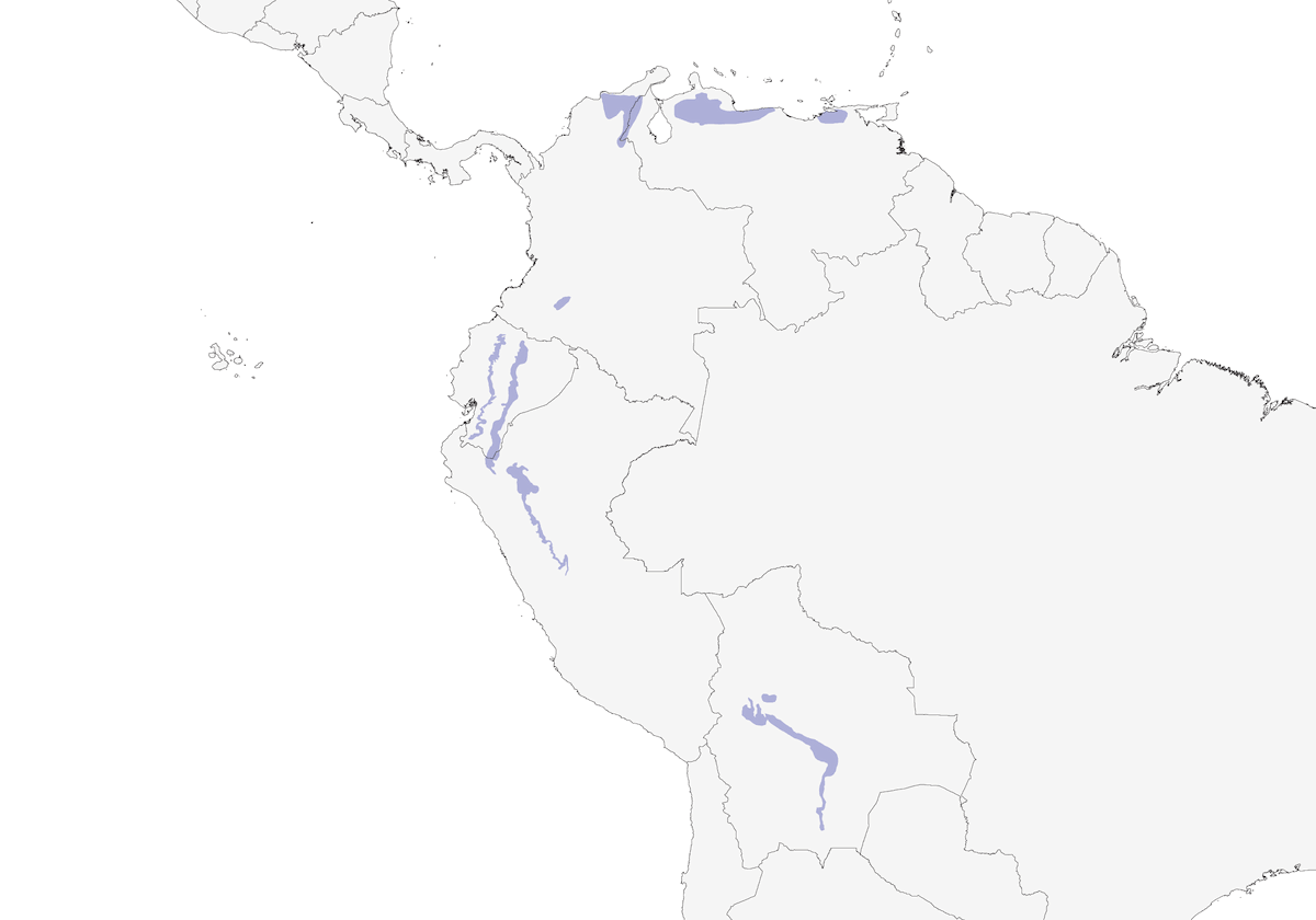 Loro Picorojo, Distribución 1
