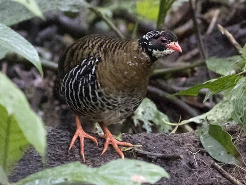 Perdiz Piquirroja