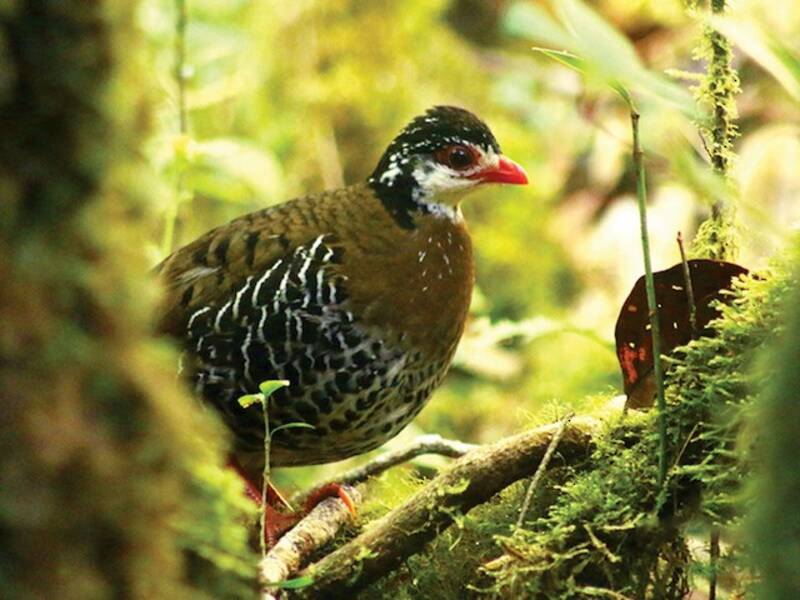 Red-billed Partridge, 照片 3
