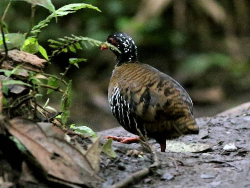 Red-billed Partridge, 照片 2