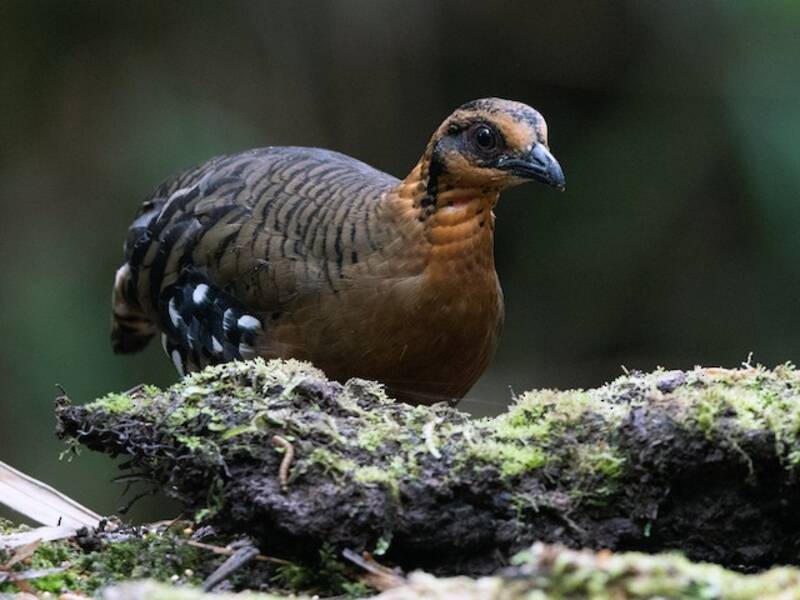 Red-breasted Partridge, Photos 4