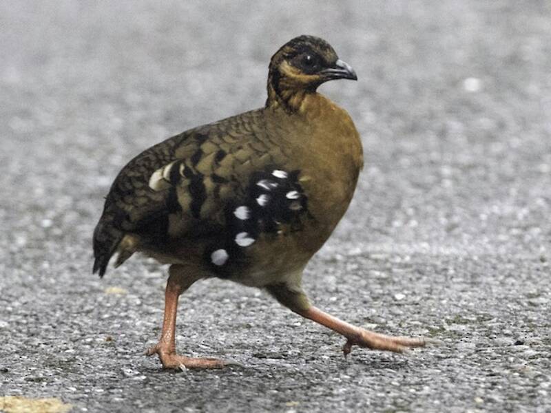 Red-breasted Partridge, Photos 3