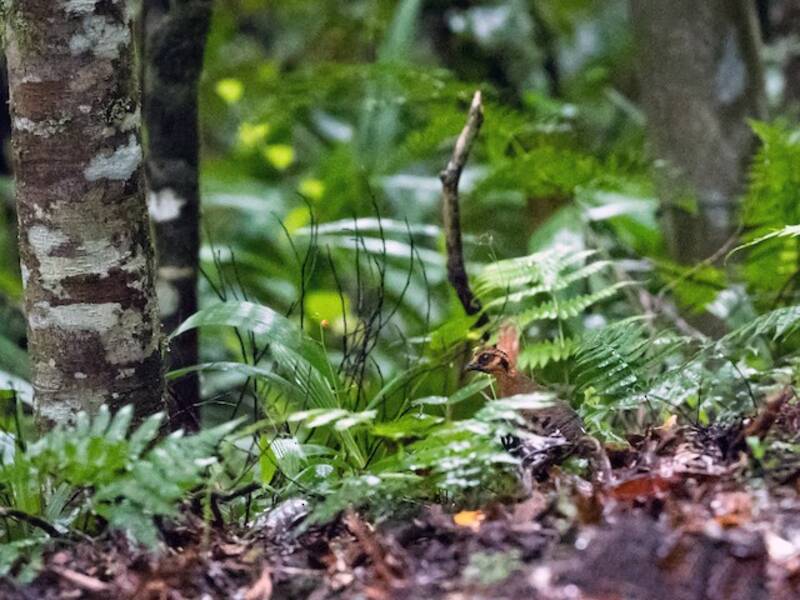 Red-breasted Partridge, Photos 2