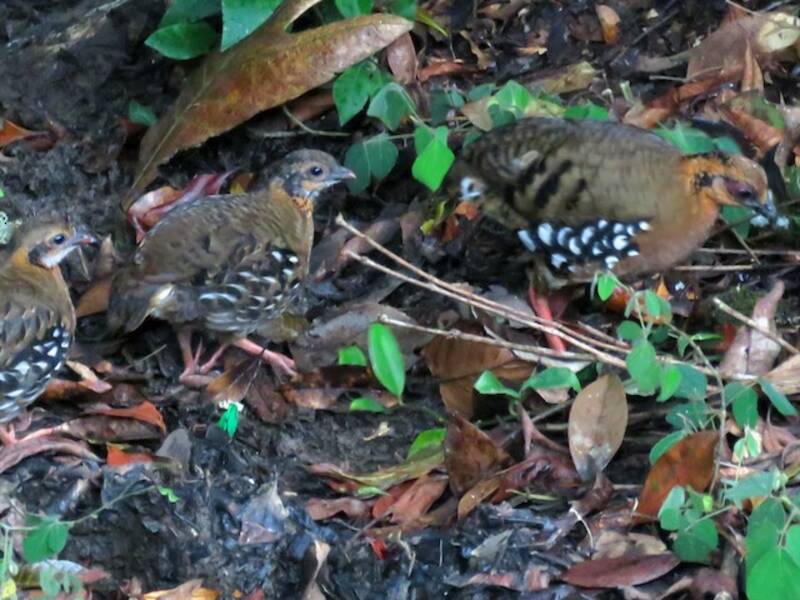 Red-breasted Partridge, Photos 1