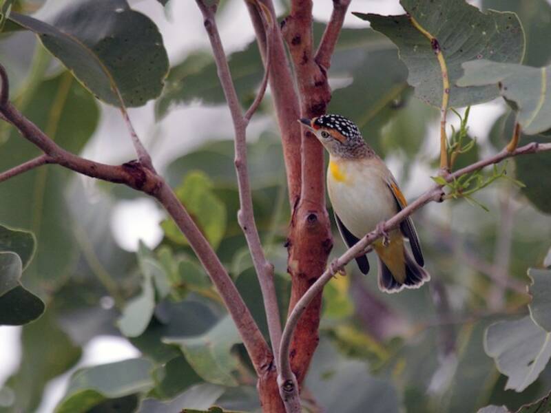 Red-browed Pardalote (Pardalotus rubricatus)