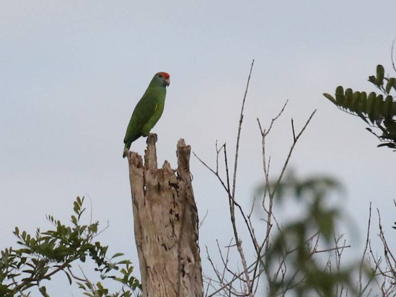 Red-browed Amazon