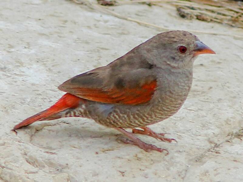 Red-billed Pytilia