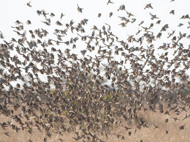 Red-billed Quelea (Quelea quelea)
