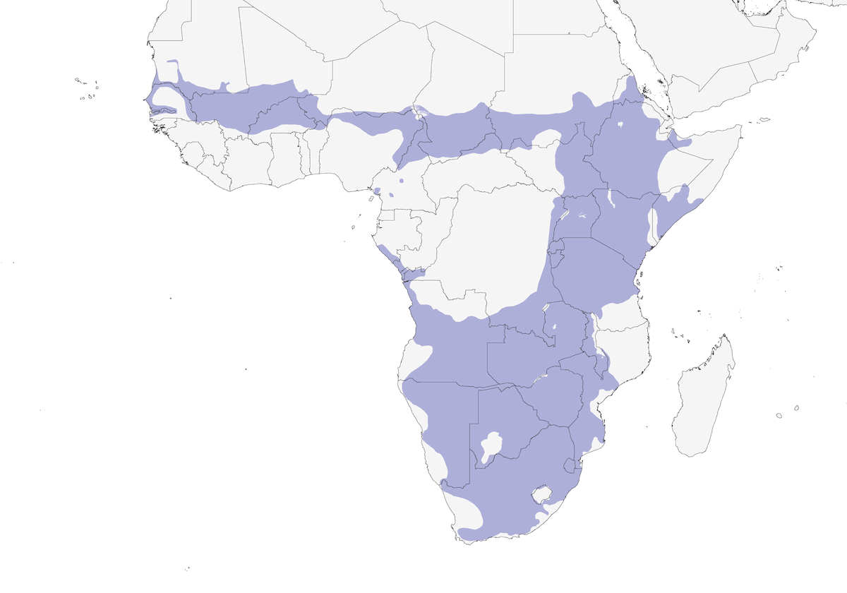 Quelea beccorosso, Distribuzione 1