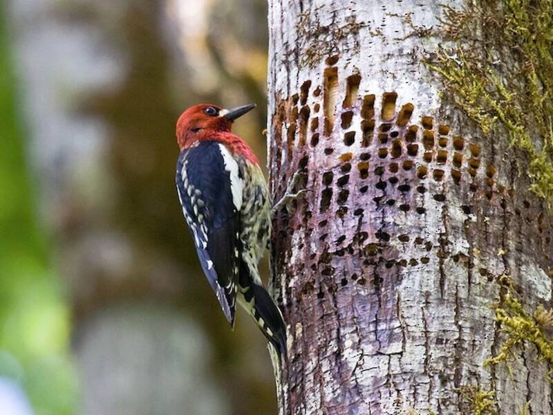 Red-breasted Sapsucker, 照片 3