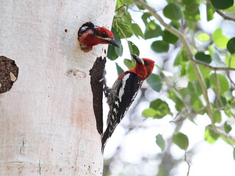 Red-breasted Sapsucker, 照片 2